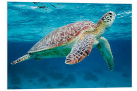 Tableau en PVC Tortue de mer sous l'eau