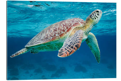 Galleriprint Sea turtle under the water