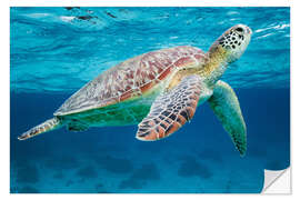 Selvklebende plakat Sea turtle under the water