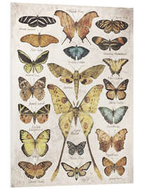 Foam board print Butterflies and Moths