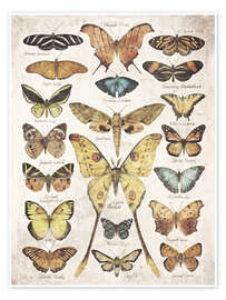 Poster  Butterflies and Moths - Mike Koubou