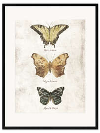 Kehystetty taidepainatus Butterflies II