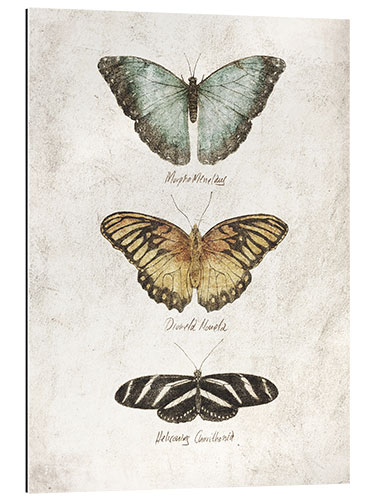 Gallery print Butterflies I