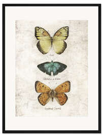 Gerahmter Kunstdruck Schmetterlinge V - Mike Koubou