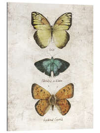 Gallery print Butterflies V