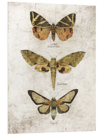 Foam board print Butterflies VI