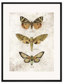 Gerahmter Kunstdruck Schmetterlinge VI