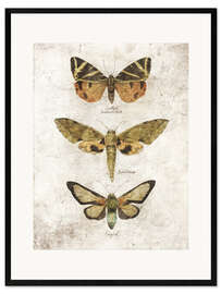 Framed art print Butterflies VI