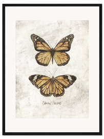 Gerahmter Kunstdruck Monarchfalter – Danaus Plexippus