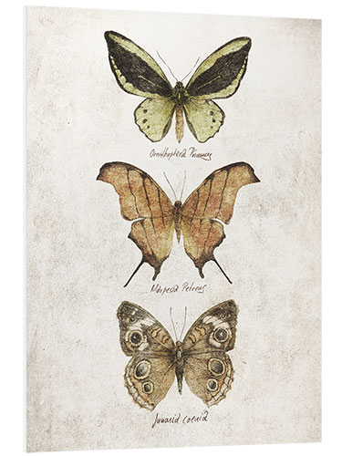 Foam board print Butterflies IV