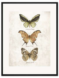 Gerahmter Kunstdruck Schmetterlinge IV