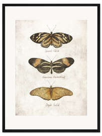 Gerahmter Kunstdruck Schmetterlinge III
