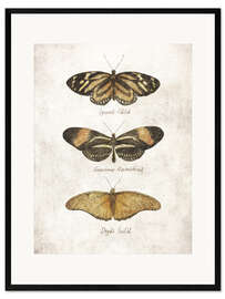 Gerahmter Kunstdruck Schmetterlinge III