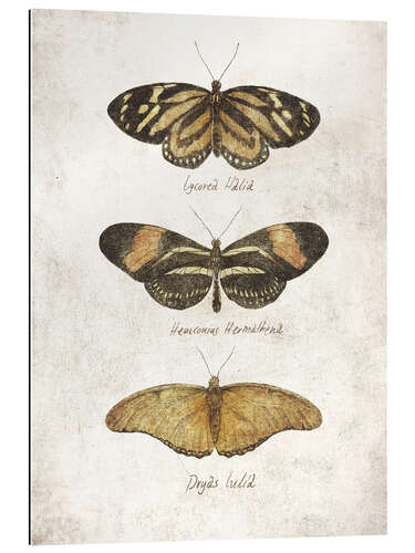 Gallery print Butterflies III