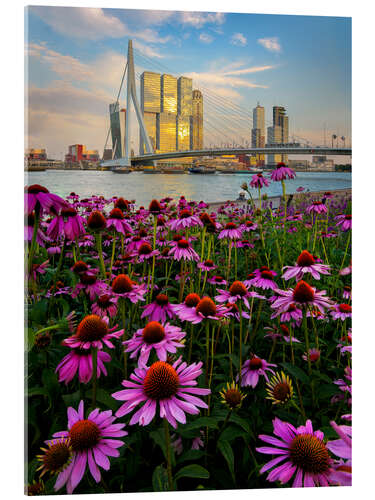 Acrylglas print Erasmus bridge in Rotterdam