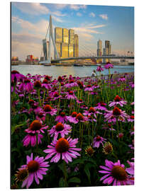 Aluminium print Erasmus bridge in Rotterdam