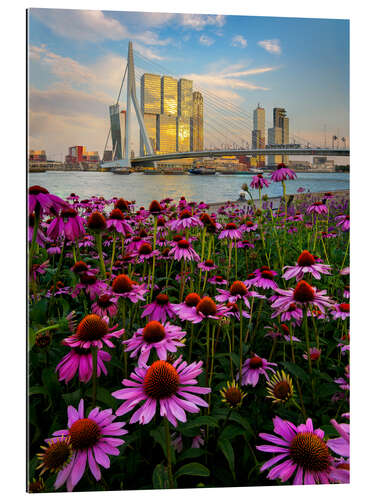 Gallery print Erasmus bridge in Rotterdam