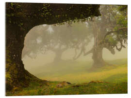 Acrylglasbild Nebel über dem Lorbeerwald Fanal, Madeira