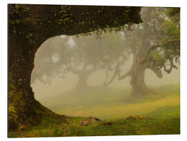 Alubild Nebel über dem Lorbeerwald Fanal, Madeira