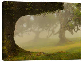 Canvas print Fog over the Fanal laurel forest, Madeira