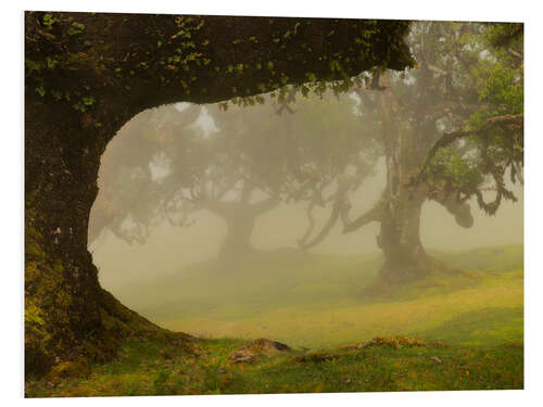 Foam board print Fog over the Fanal laurel forest, Madeira