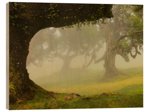 Quadro de madeira Nevoeiro sobre a floresta de louro Fanal, Madeira