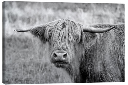 Leinwandbild Schottische Highland Kuh