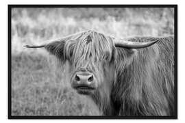 Gerahmter Kunstdruck Schottische Highland Kuh