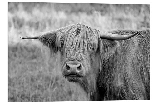 Foam board print Scottish Highland Cattle