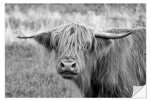 Wall sticker Scottish Highland Cattle