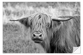 Muursticker Scottish Highland Cattle