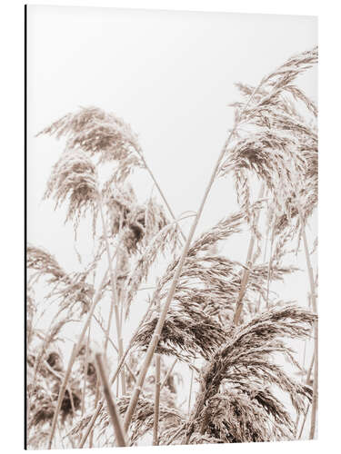 Aluminium print Autumn reeds III