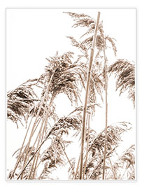 Poster  Autumn Reeds II - Magda Izzard