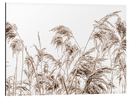 Aluminium print Autumn Reeds I