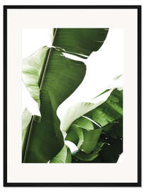 Gerahmter Kunstdruck Bananenblatt I