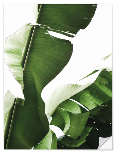 Wall sticker Banana leaf I