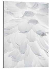 Gallery print Feathers II