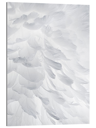 Gallery print Feathers I