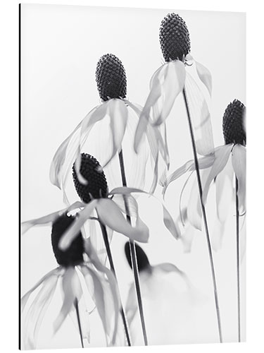 Aluminiumsbilde Gjennomsiktige blomster