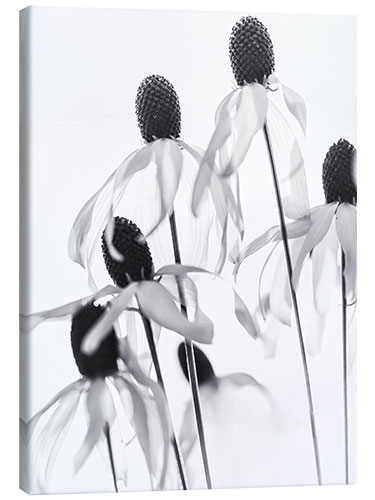 Tableau sur toile Transparence florale