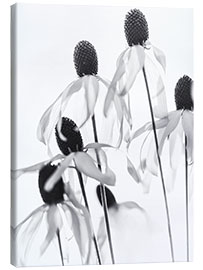 Tableau sur toile Transparence florale