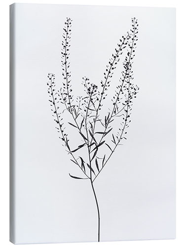 Canvas print Delicate plant I