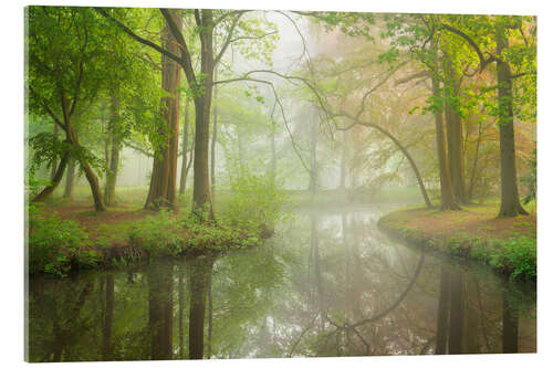 Acrylic print Spring colors in Liesbos forest, Netherlands