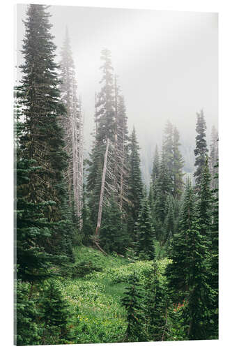 Acrylglas print Fog in the coniferous forest