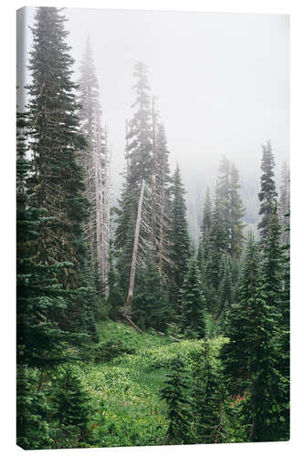 Canvastavla Fog in the coniferous forest