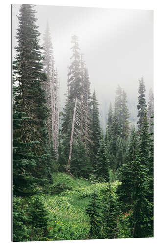 Gallery print Fog in the coniferous forest