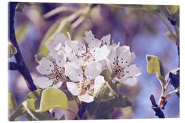 Akrylbillede Apple blossom