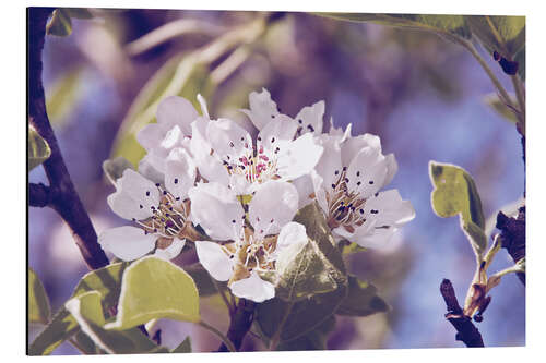 Aluminiumsbilde Apple blossom