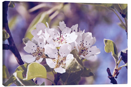 Lærredsbillede Apple blossom