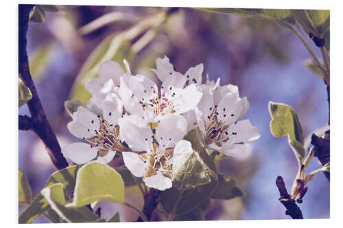 Foam board print Apple blossom